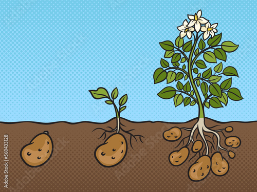 three stages of growth of potato plant pinup pop art retro vector illustration. Comic book style imitation.