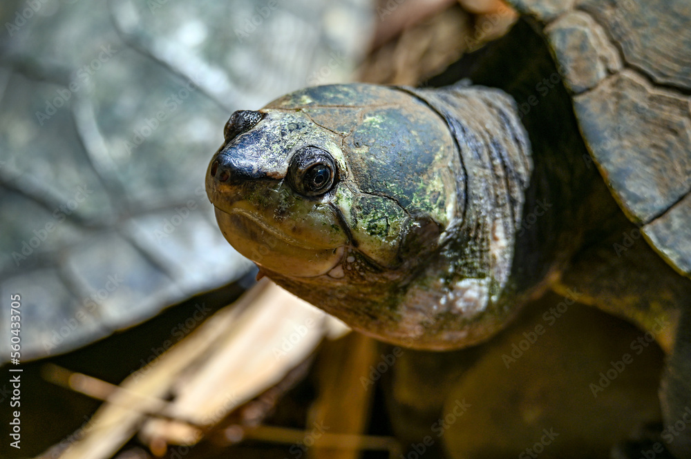 Madagascar big-headed turtle (Erymnochelys madagascariensis), Madagascar nature Madagascar big-headed turtle (Erymnochelys madagascariensis), Madagascar nature