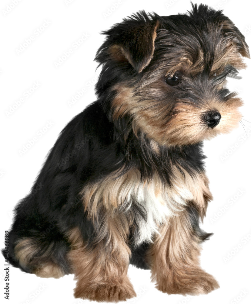 A Cute Puppy Dog Yorkshire