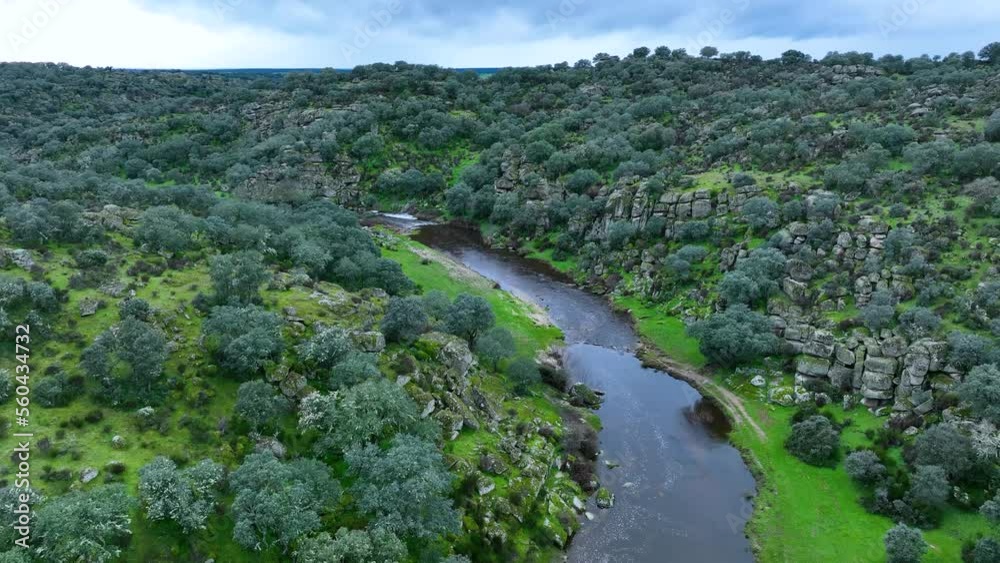 Mediterranean forest of holm oaks and oaks on the banks of Cañedo in the surroundings of the town of Ledesma. Aerial view from a drone. Charro Field. Salamanca. Castile and Leon. Spain. Europe Mediterranean forest of holm oaks and oaks on the banks of Cañedo in the surroundings of the town of Ledesma. Aerial view from a drone. Charro Field. Salamanca. Castile and Leon. Spain. Europe