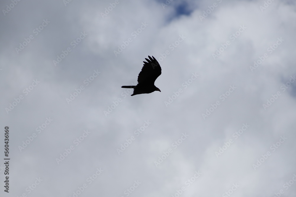 Obraz premium Gavião