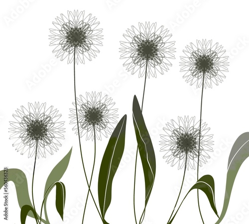 Set of dandelions  illustration on white background.  