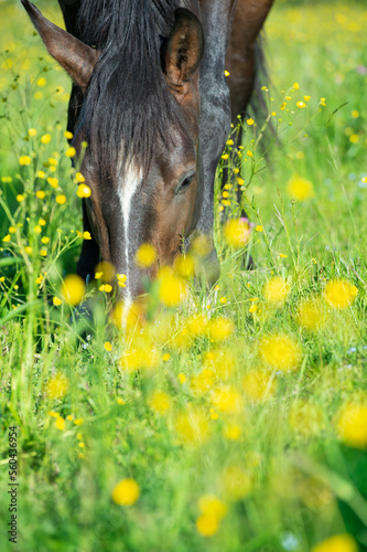 close up portrait of beautiful young bay sportive mare grazing at freedom in pasture. summer sunny day