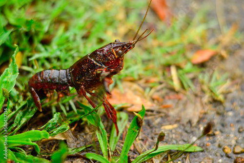 crayfish on the grass