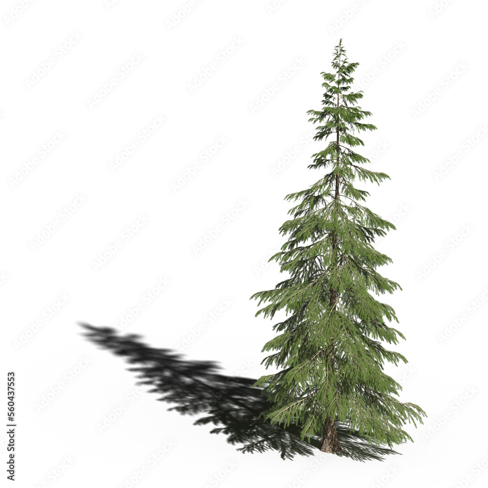 large tree with a shadow under it, isolated on white background, 3D illustration, cg render large tree with a shadow under it, isolated on white background, 3D illustration, cg render