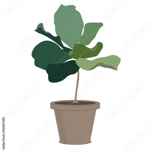 vector of Fiddle Fig or Ficus Lyrata for houseplant in pot on PNG White transparent background. 02