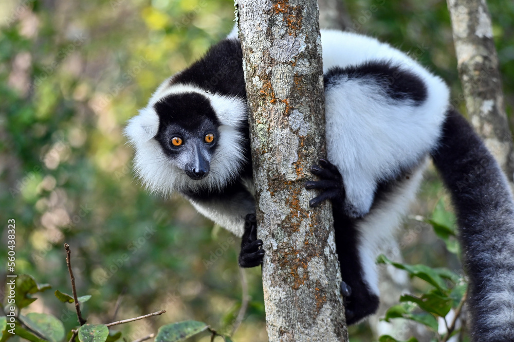 Obraz premium Ruffled Lemur, black and white lemur (Varecia Variegata), Madagascar nature