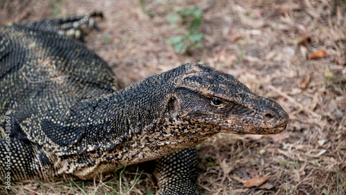 animals in lumpini park thailand large monitor lizard close-up