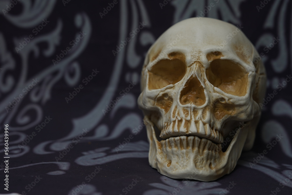 human skull with gothic styled background death danger warning symbol Halloween theme human skull with gothic styled background death danger warning symbol Halloween theme