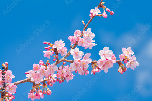 Fototapete Kawazu Cherry Blossoms in Full Bloom