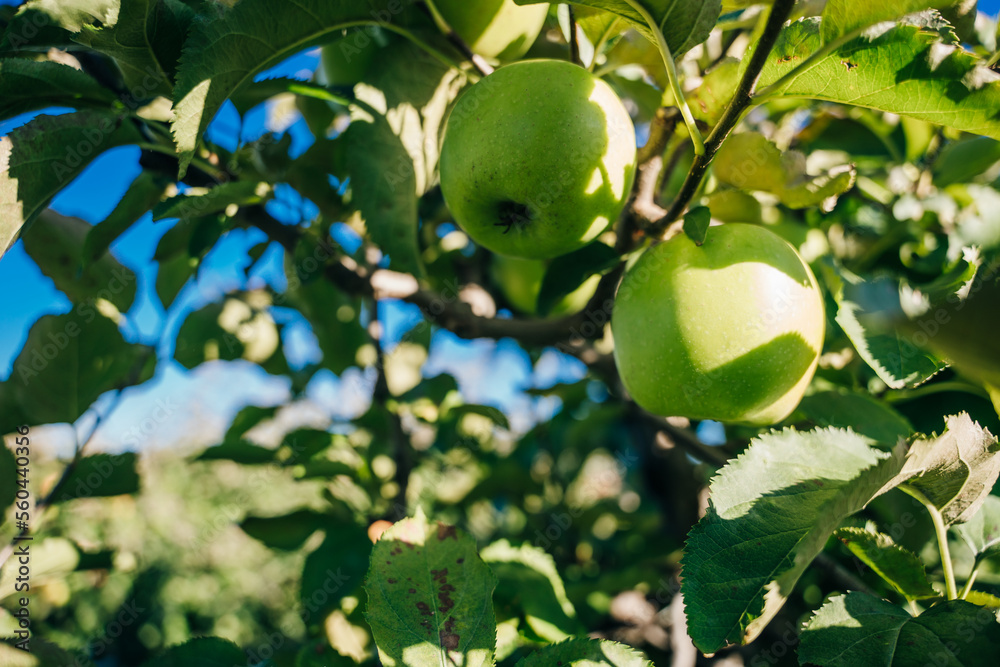 Green apples in an apple plantation in Massachusetts, USA