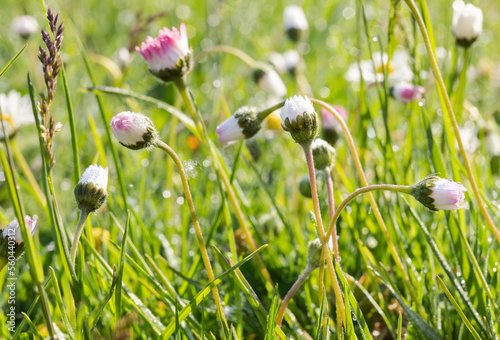 Das Gänseblümchen, auch Maßliebchen, Tausendschön, Monatsröserl, Margritli genannt, auf einer frischen grünen Frühlingswiese. Die bekannte, essbare Pflanze Mitteleuropas steht für Treue und Vertrauen photo
