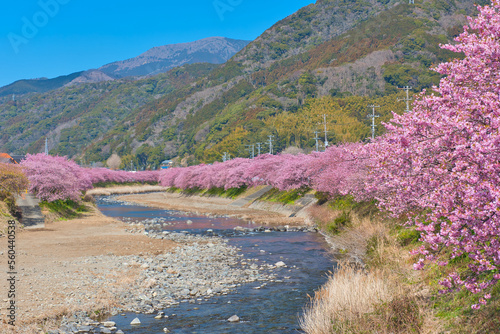 Kawazu Cherry Blossoms in full Bloom
