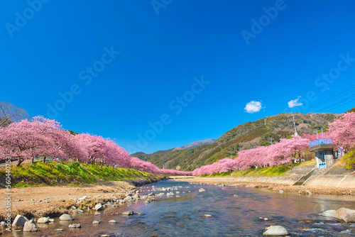 Kawazu Cherry Blossoms in full Bloom photo