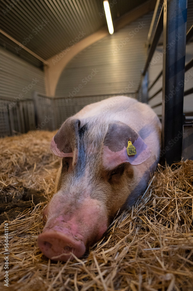 pigs in a barn pigs in a barn