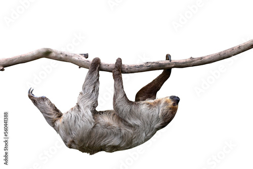 Cute two-toed sloth hanging on tree branch isolated on transparent background png file
