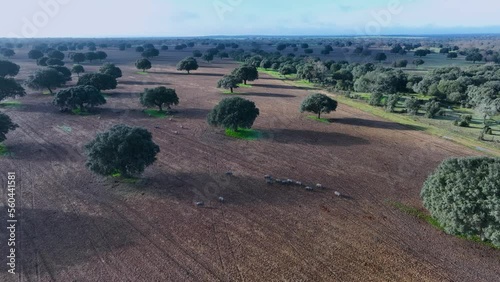 Iberian pigs eating acorns in montanera. Holm oak pasture in the surroundings of the town of Tabera de Abajo. Aerial view from a drone. Canillejas. Salamanca. Castile and Leon. Spain. Europe photo