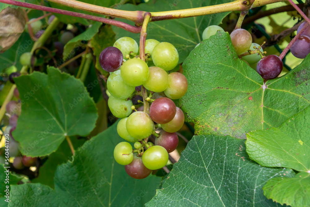 Domestic Grapes Growing On The Fence In Summer Domestic Grapes Growing On The Fence In Summer