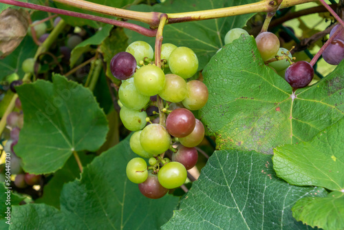 Wallpaper Mural Domestic Grapes Growing On The Fence In Summer Torontodigital.ca