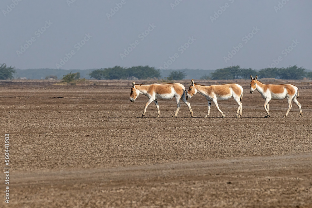 Three Wild Ass walking in desert Three Wild Ass walking in desert