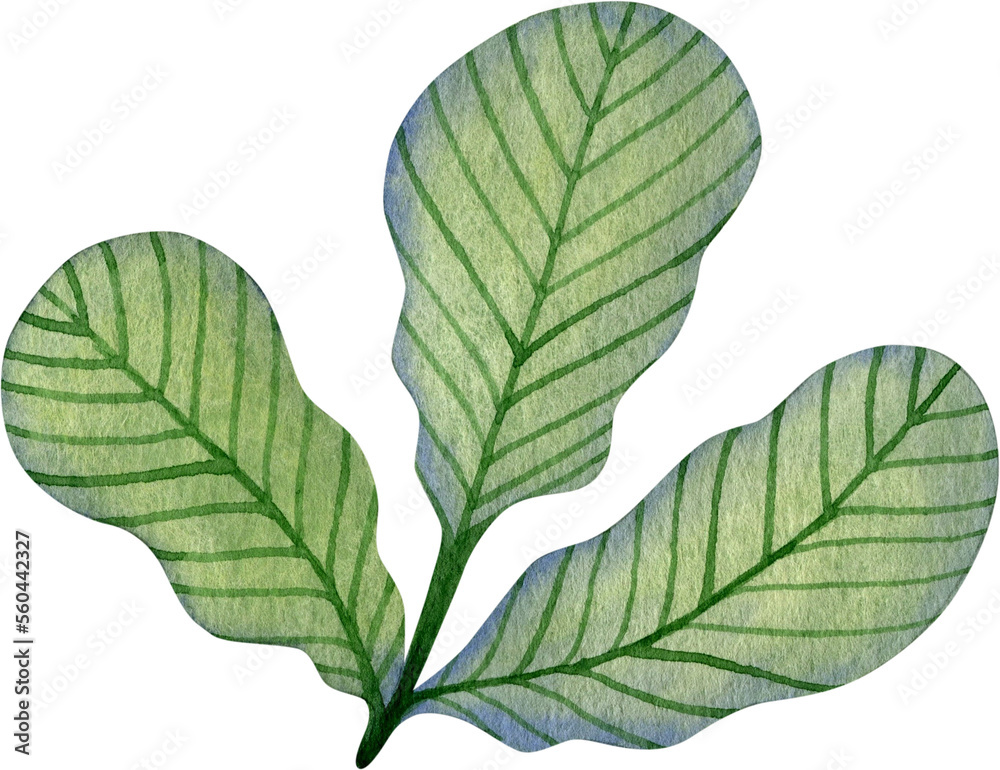 Watercolor illustration of a branch with green leaves. Watercolor illustration of a branch with green leaves.
