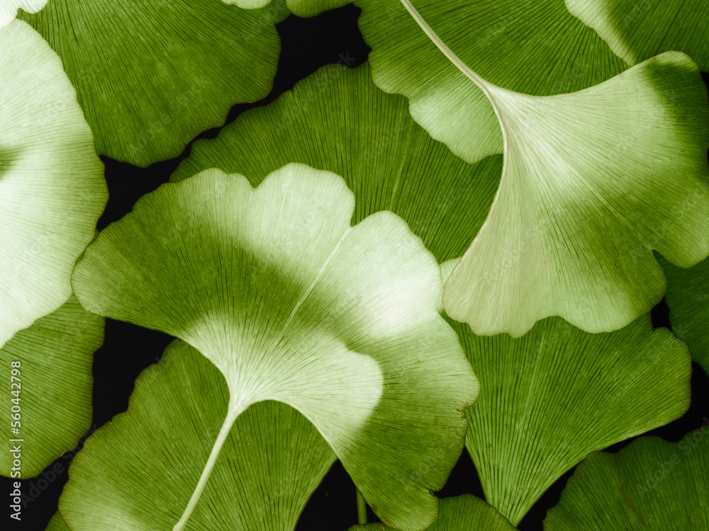 Fototapeta premium Green ginkgo leafs - Ginkgo biloba