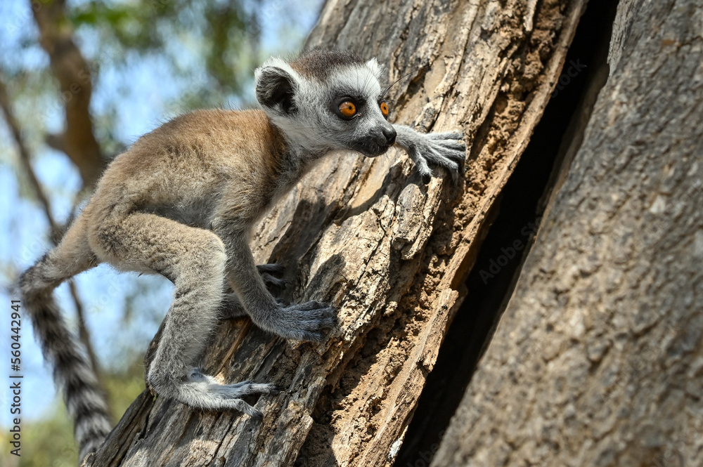 Obraz premium Ring Tailed Lemur kata - young, baby, Madagascar nature