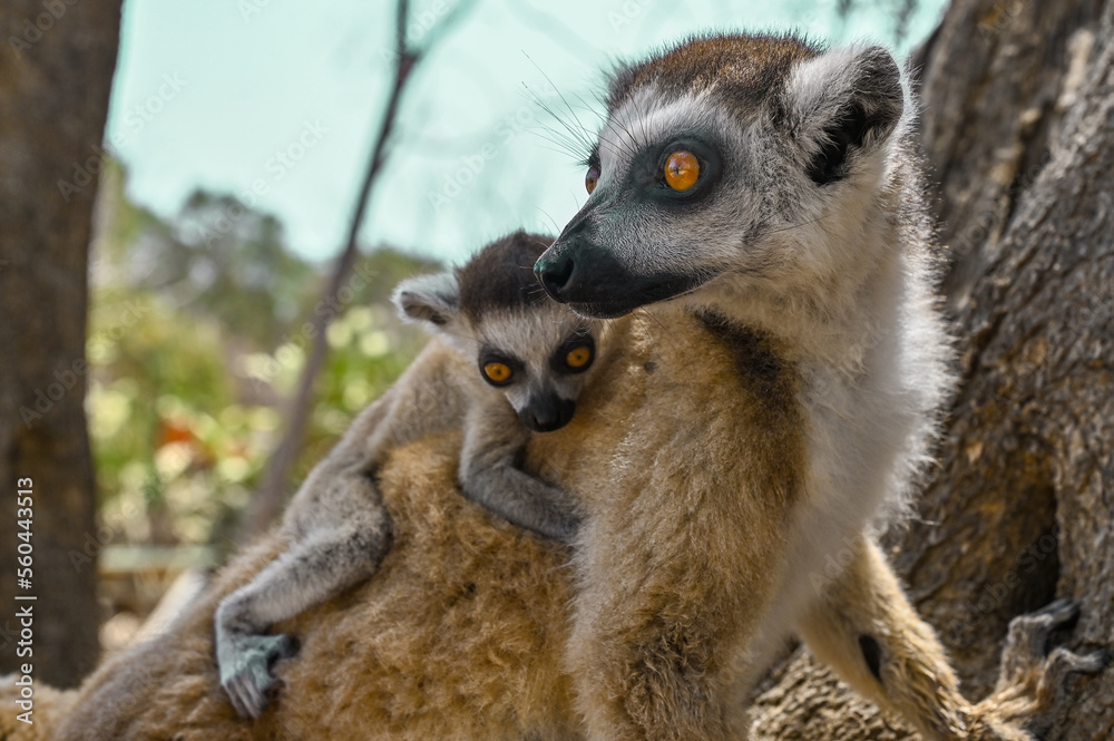 Ring Tailed Lemur kata with baby, Madagascar nature Ring Tailed Lemur kata with baby, Madagascar nature