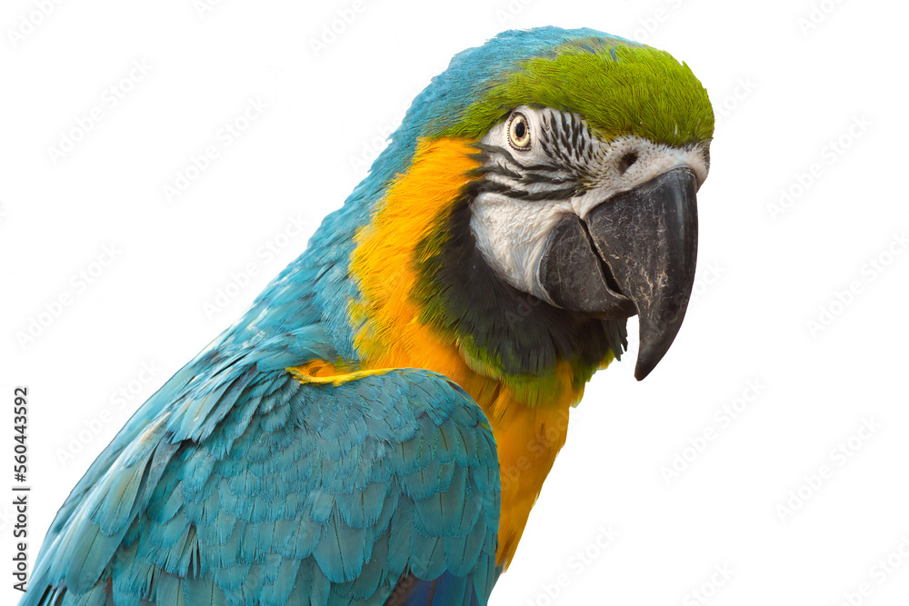 blue and yellow macaw