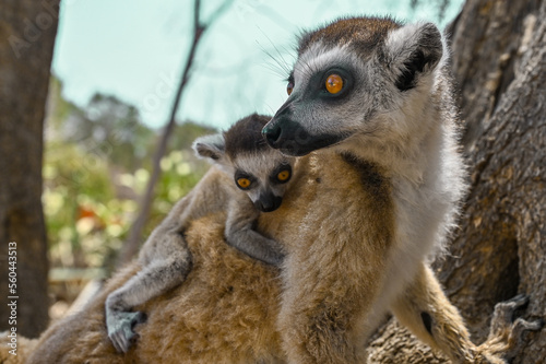 Fototapeta Naklejka Na Ścianę i Meble -  Ring Tailed Lemur kata with baby, Madagascar nature