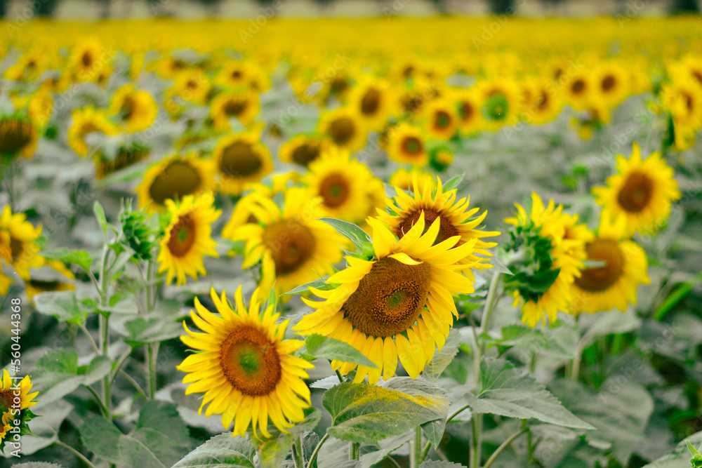 Fototapeta premium field of sunflowers