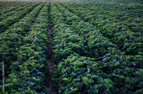 strawberry fields