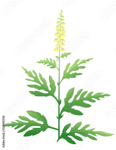 One green ragweed plant with small yellow staminate flowers, dangerous allergen Ambrosia photo