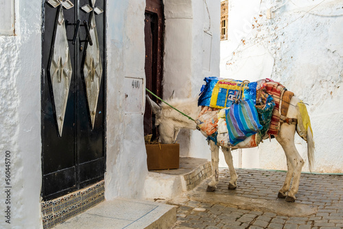 Cute donkey on street of Moulay Idriss, Morocco, Africa