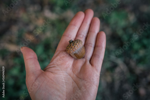 hand holding acorn 