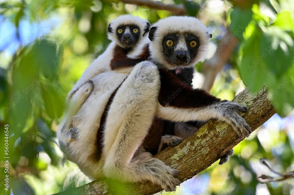Fototapeta premium Sifaka Lemur with baby resting on a tree, Madagascar nature.