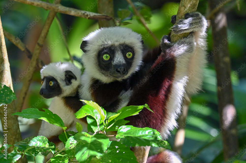 Fototapeta premium Sifaka Lemur with baby resting on a tree, Madagascar nature.