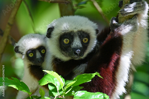 Fototapeta Naklejka Na Ścianę i Meble -  Sifaka Lemur with baby resting on a tree, Madagascar nature.