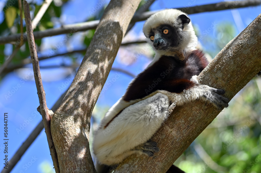 Obraz premium Portrait of a Sifaka Lemur resting on a tree, Madagascar nature.
