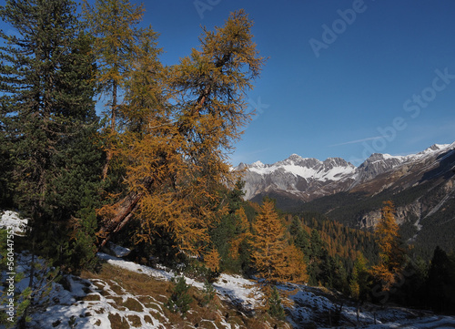 Herbstfärbung bei Lü, Val Müstair