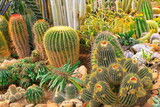 Cactus natural pattern, garden at desert landscape