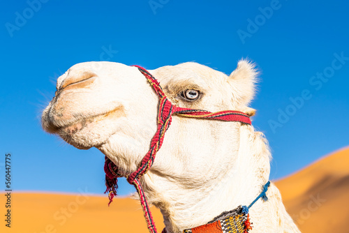Blue eyed white dromedary camel. Portrait looking at camera head shot with low angle view on the Sahara Desert of Taghit, Algeria, red decorated reins and blurred orange color sand dune and blue sky.