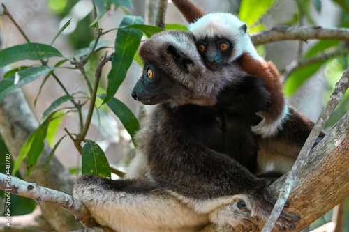 Fototapeta Naklejka Na Ścianę i Meble -  Sifaka Lemur with baby resting on a tree, Madagascar nature.