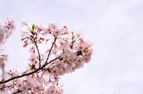 桜満開