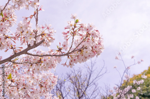 桜