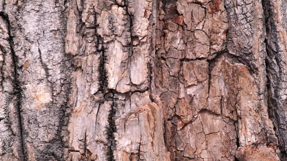 closeup of the natural texture of the bark of a tree trunk in the forest. camera movement up. abstract background. slow motion. closeup of the natural texture of the bark of a tree trunk in the forest. camera movement up. abstract background. slow motion.