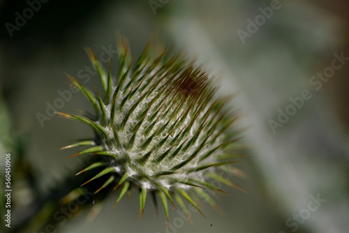 Healing heraldic thistle flower with thorns