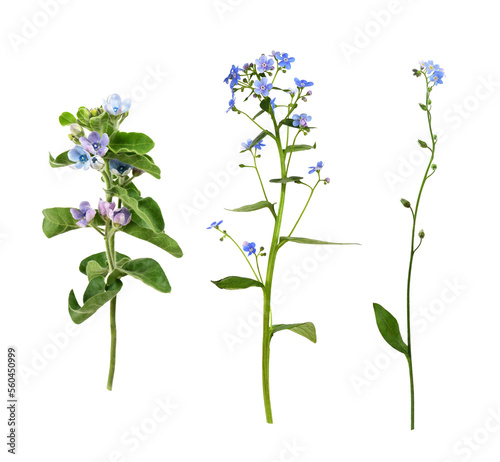 Twigs of blue flowers of Oxypetalum coeruleum, brunnera and forget-me-not isolated on white or transparent background. Set. photo