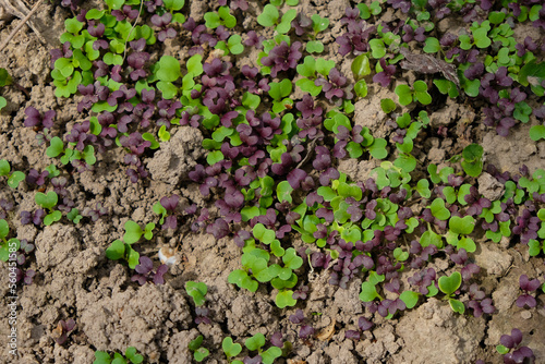 Green and purple Mizuna. Young sprouts in the open ground.