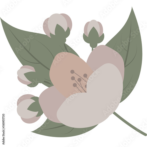  jasmine flowers illustration
